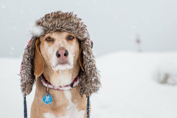 Słodki pies siedzi w czapce zimą