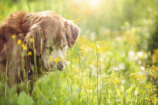 Un perro camina en un campo de flores