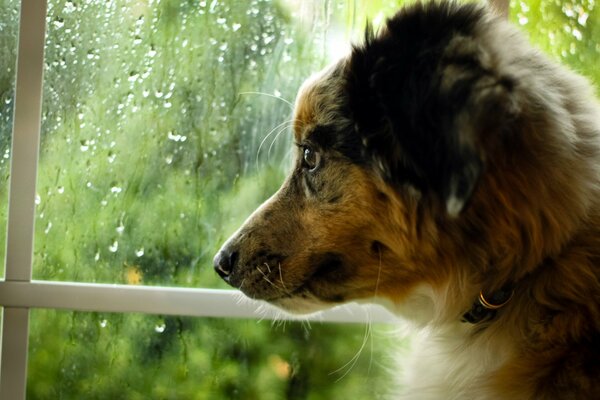 Ein Hund im Regen wartet am Fenster auf einen Freund