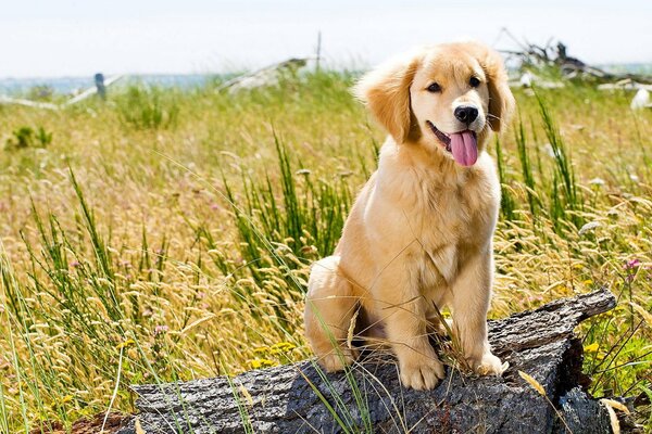 Carino cagnolino figa