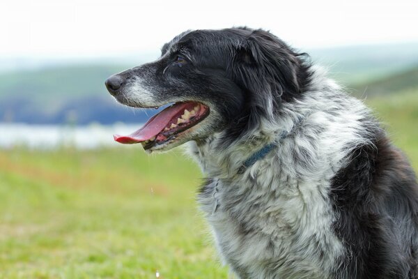 A dog with his tongue out on the field