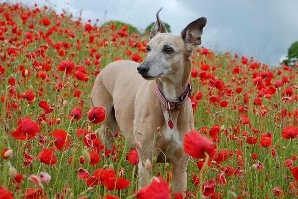 Ein Hund steht in einem Mohnfeld