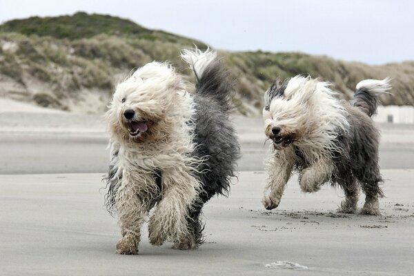 Zwei Hunde laufen am Strand entlang