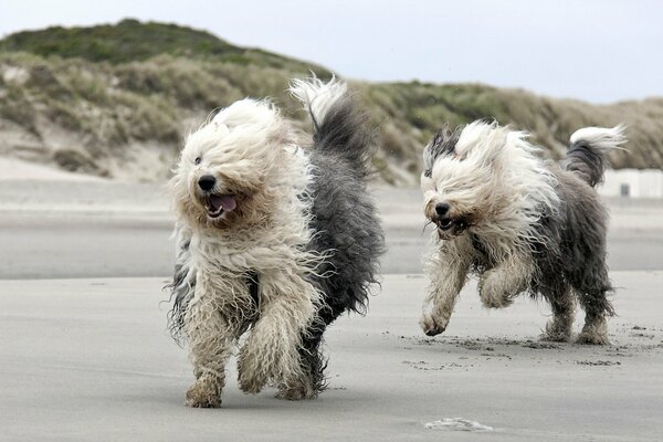 Dwa psy biegają po plaży