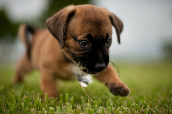 A puppy running on the grass on a walk