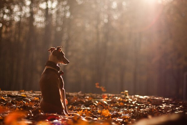 Chien long assis dans la forêt d automne