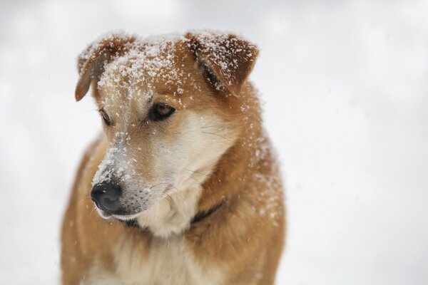 Rothaarige Hund im Schnee