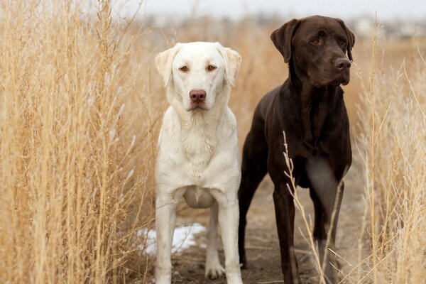 Dos perros en el campo