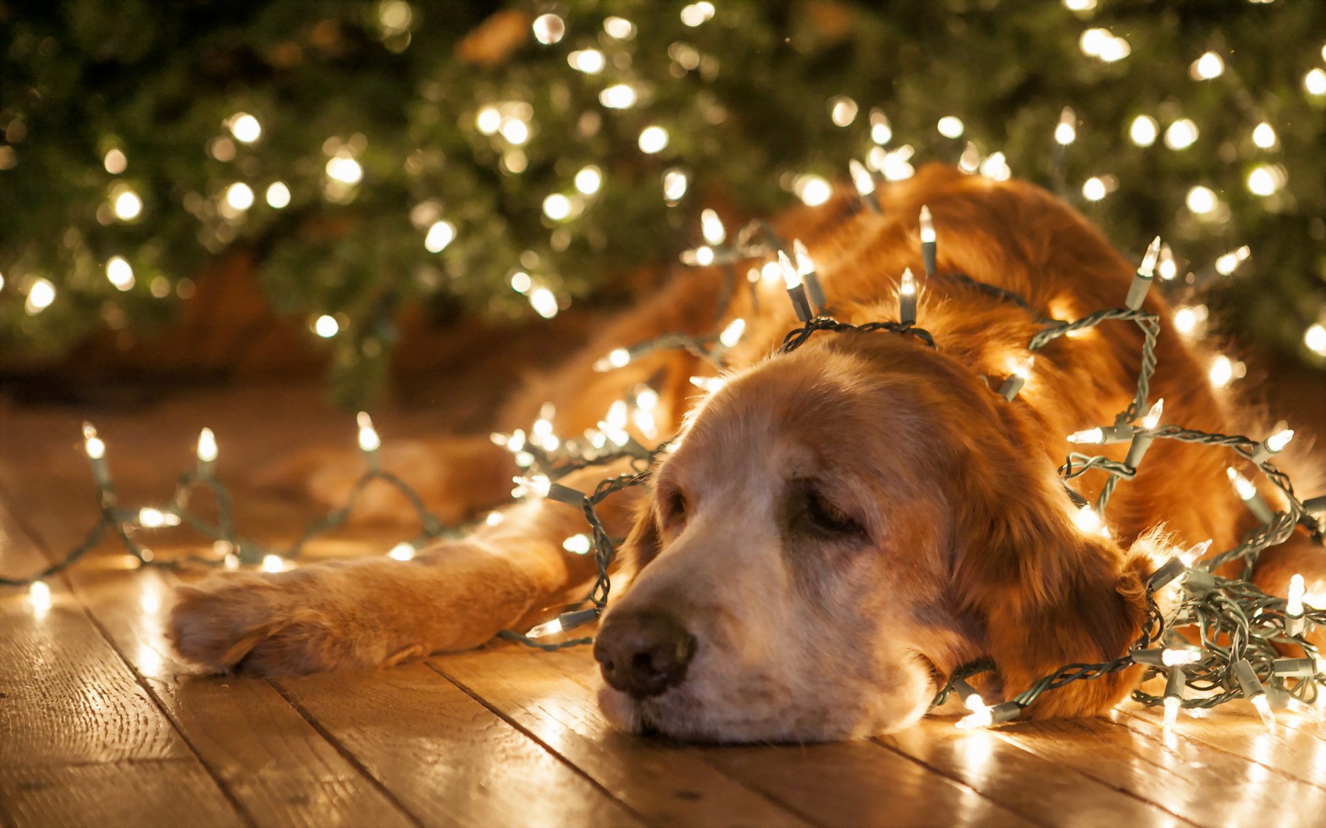 chien vacances fond