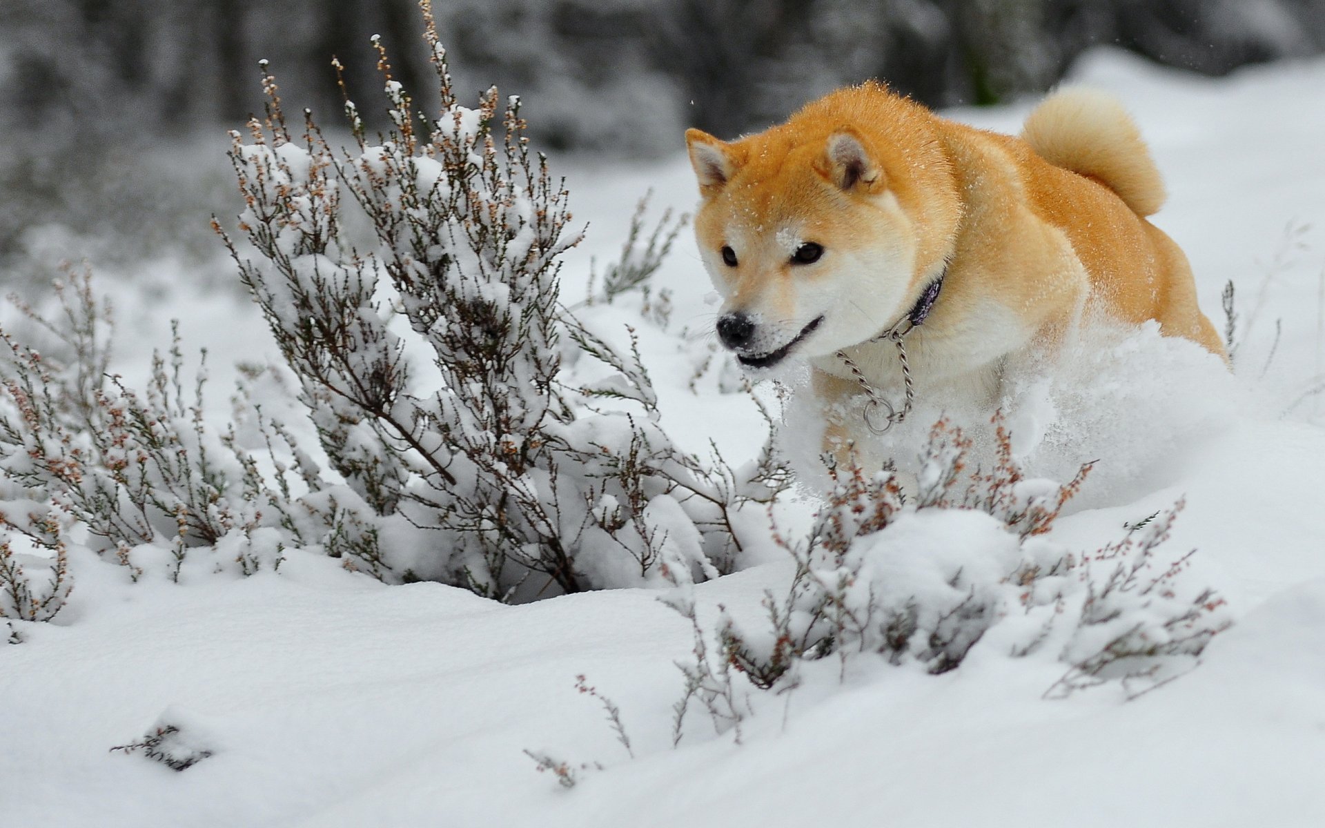 perro invierno nieve