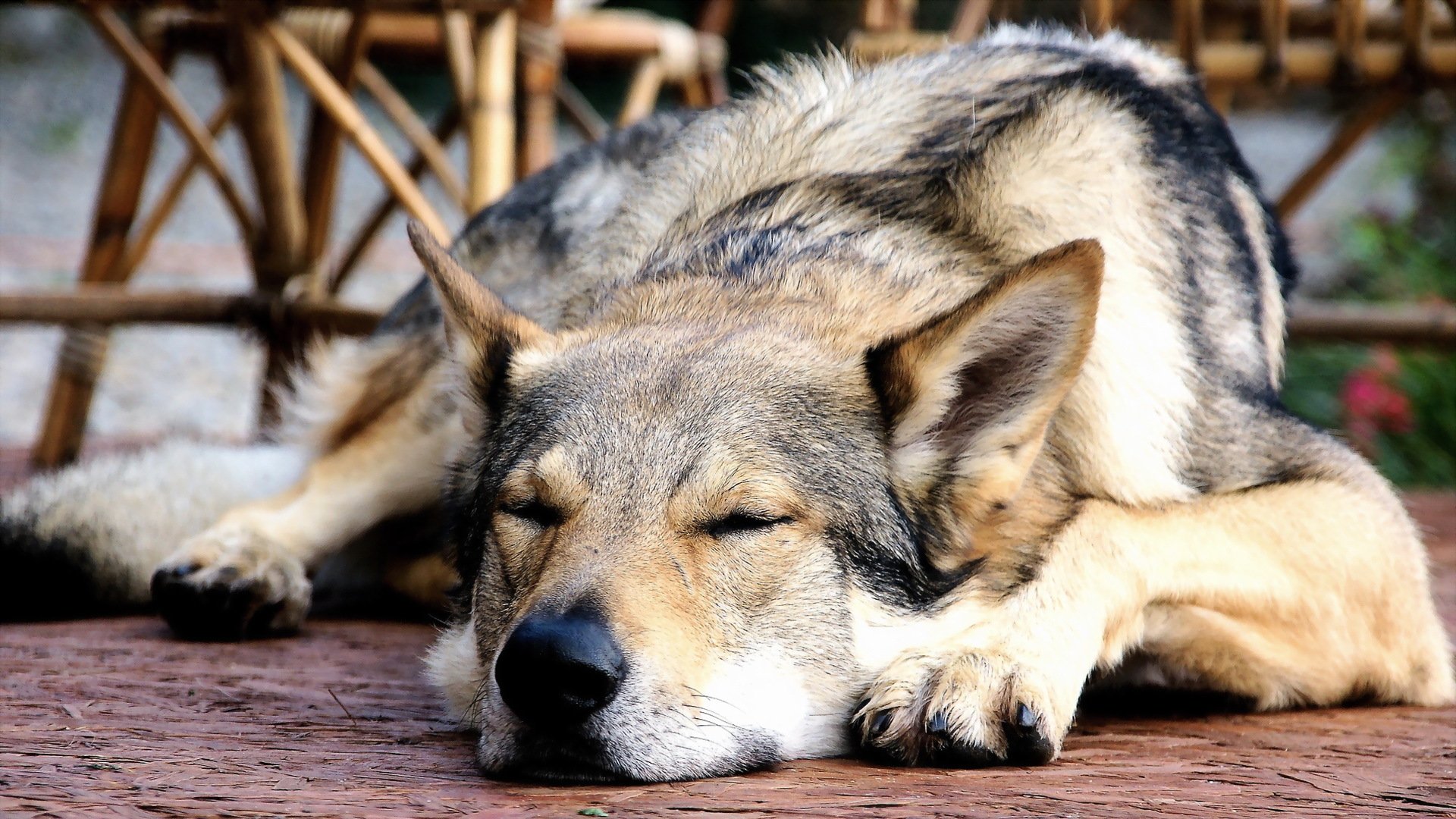 dog other background