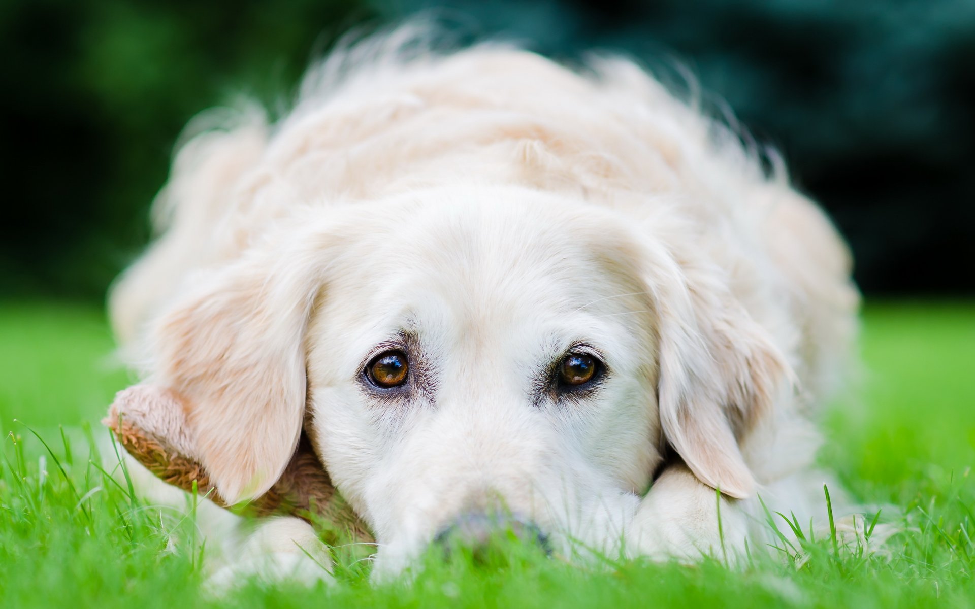 chien champ fond
