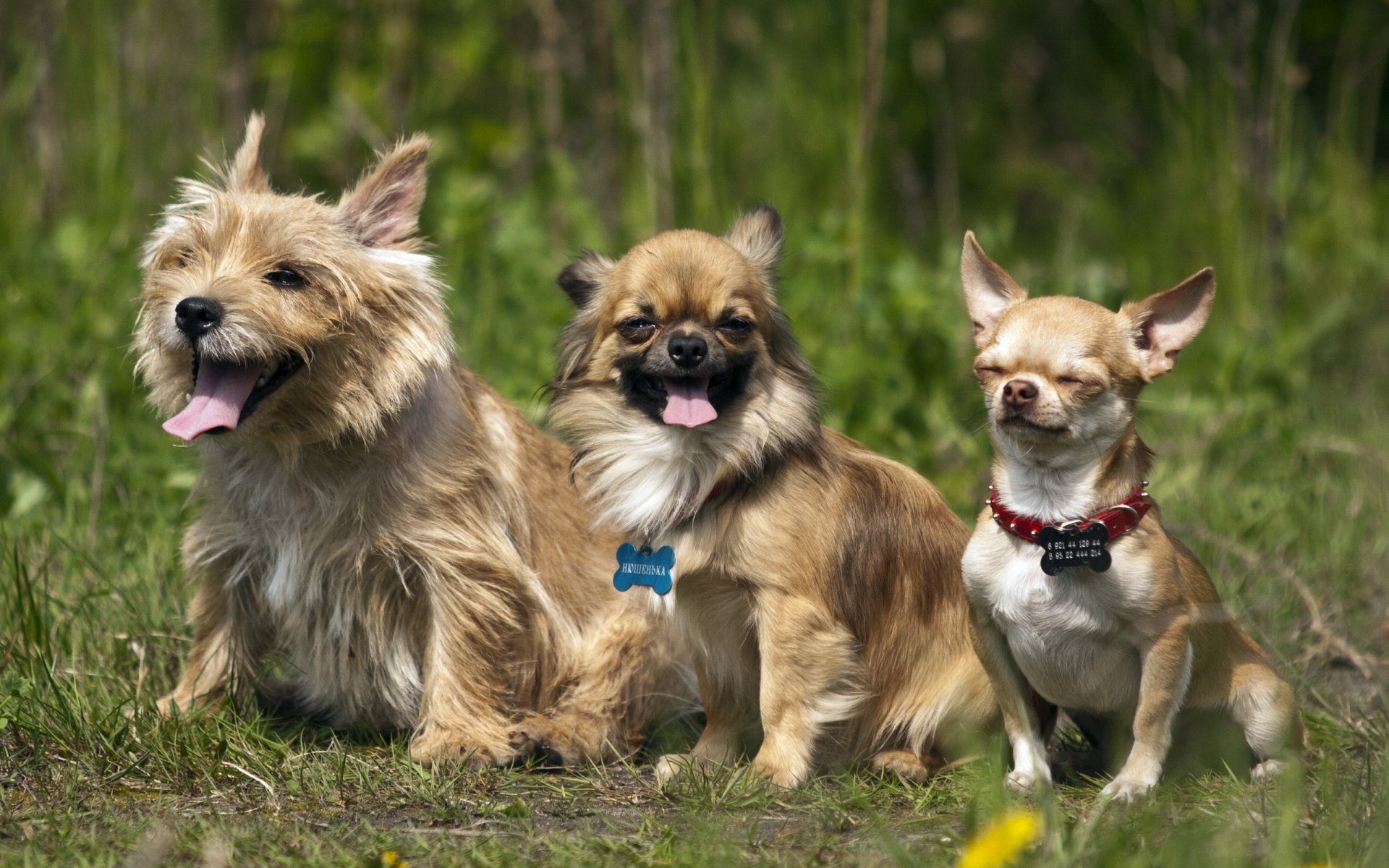 dogs friends nature