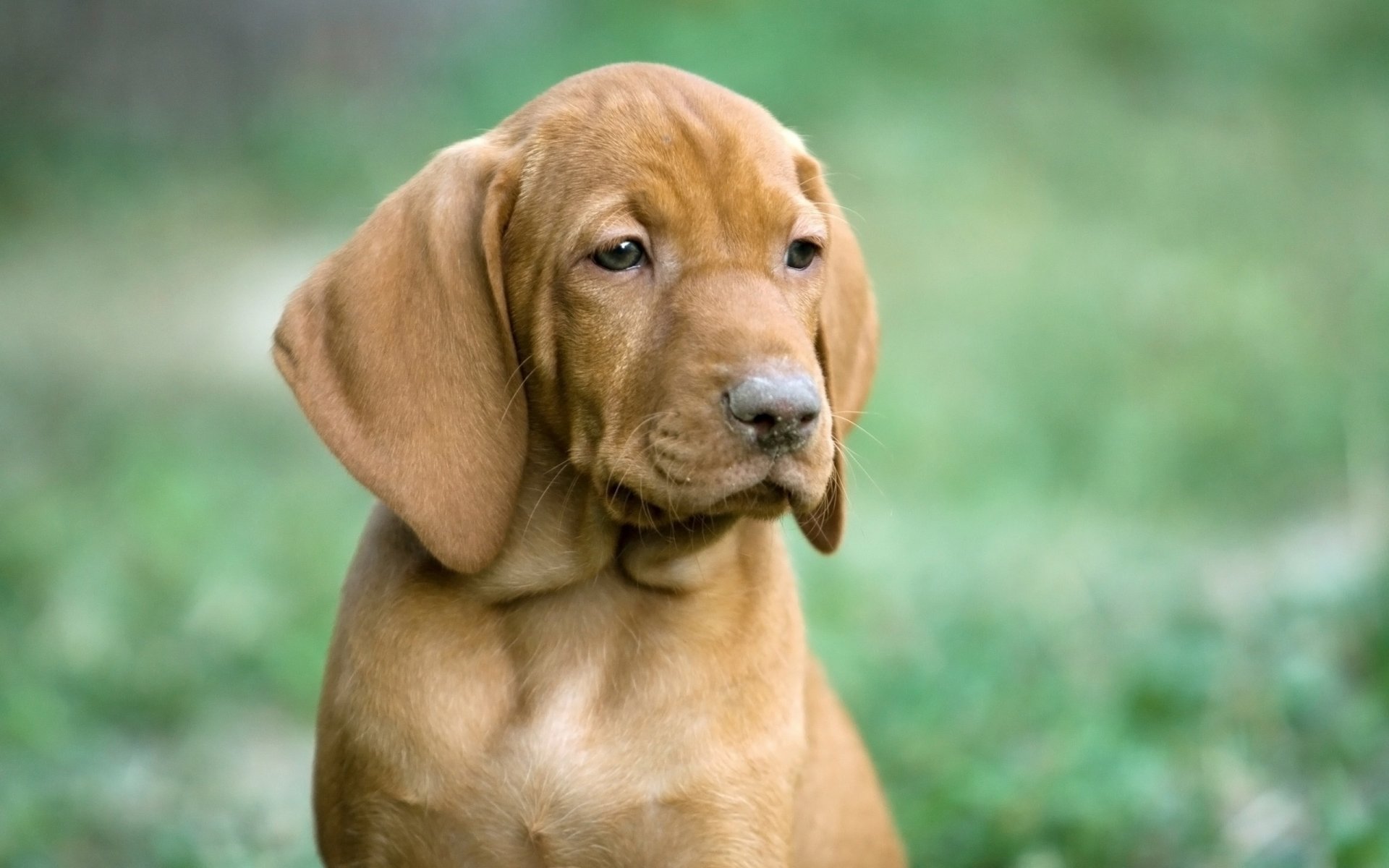 chien chiot hongrois