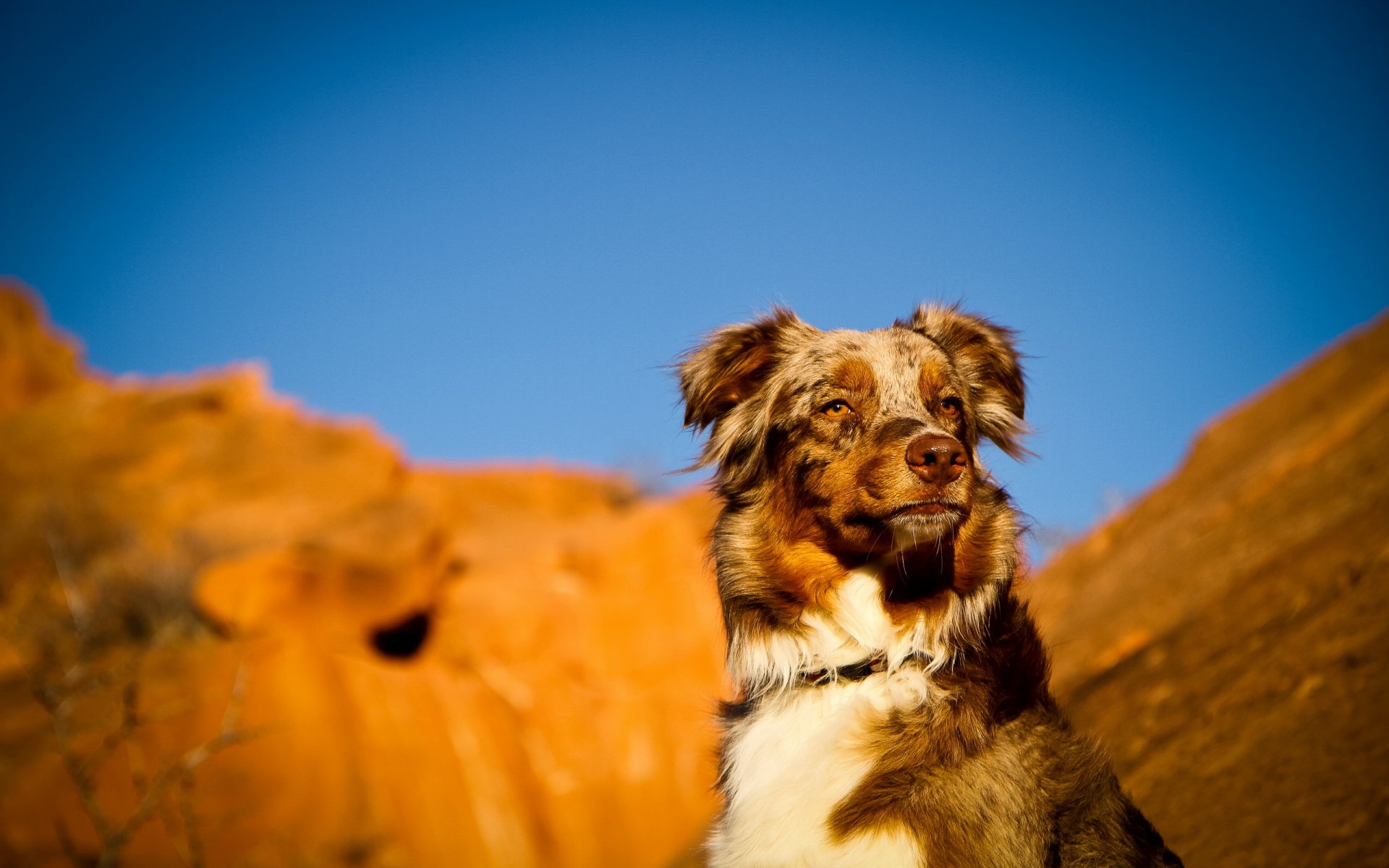 dog view other