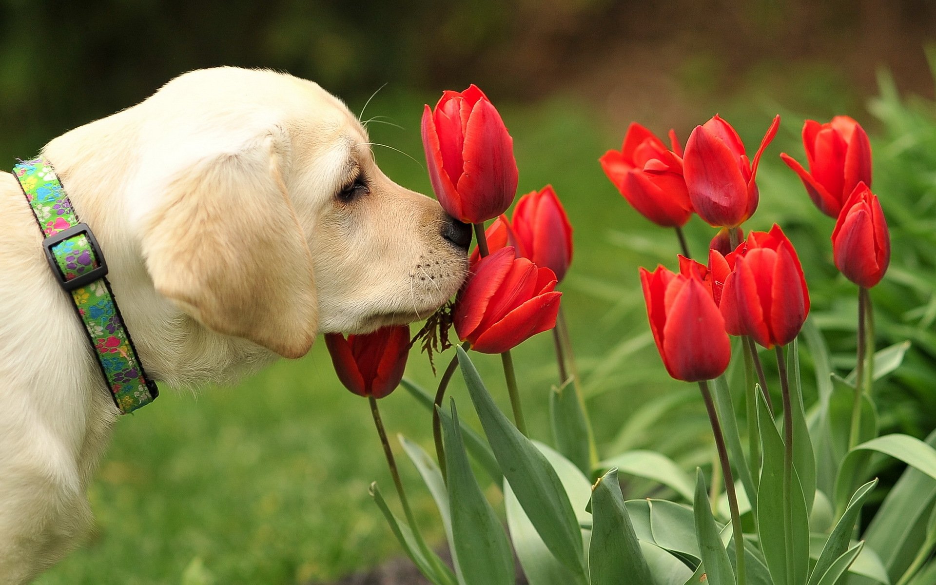 dog flower nature