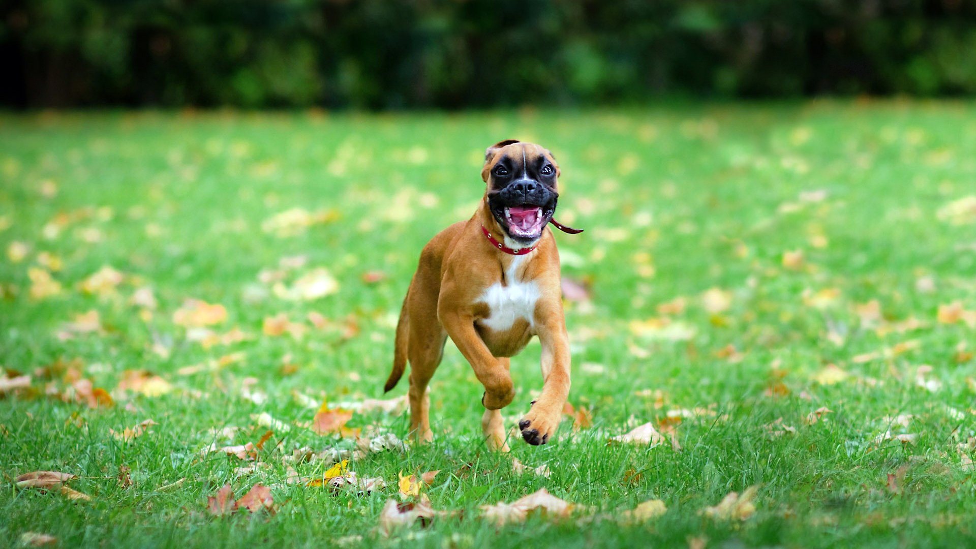 background grass forest running game face fall joy