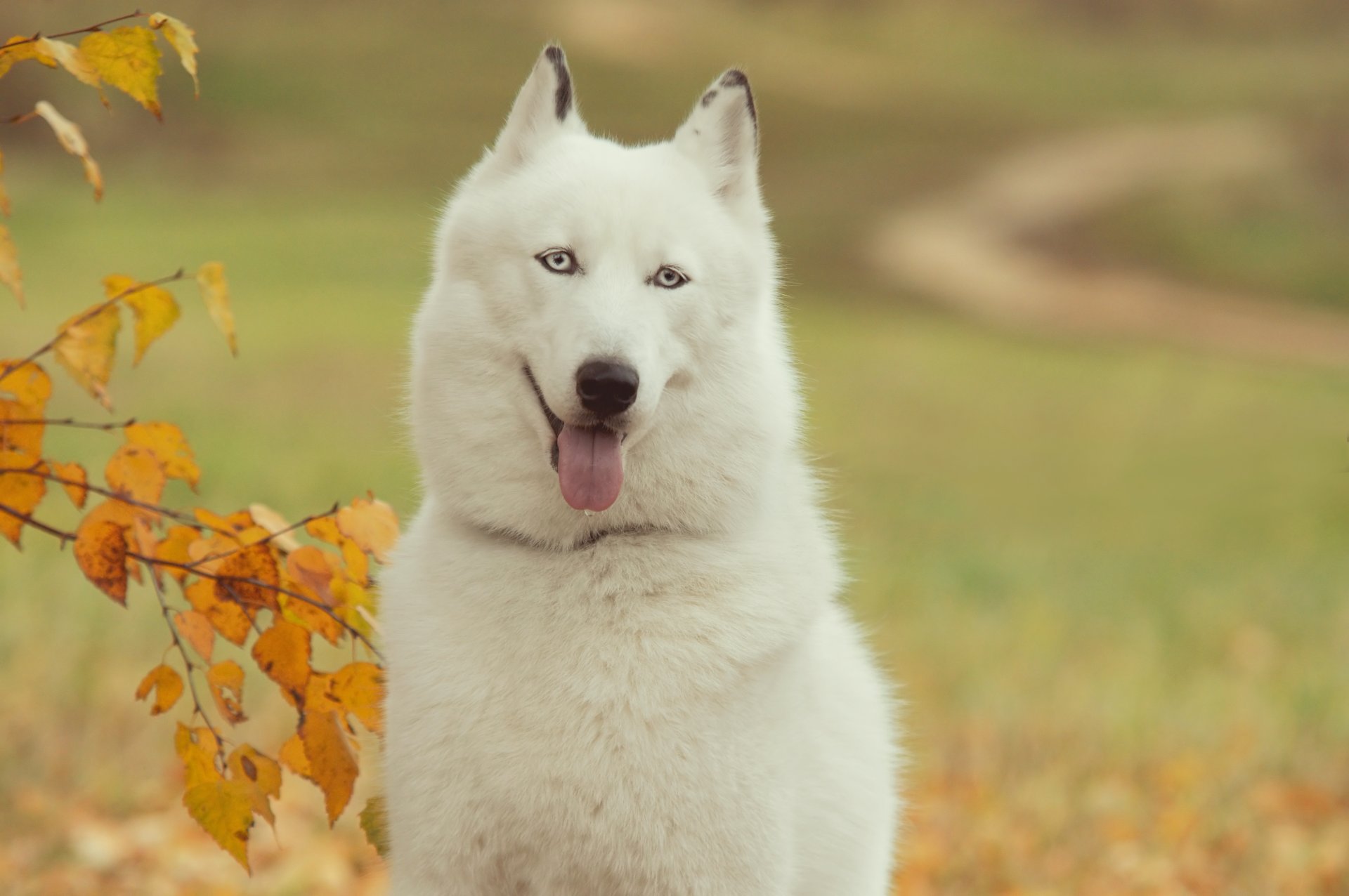 siberiano husky tim perro amigo humano lengua fondo de pantalla