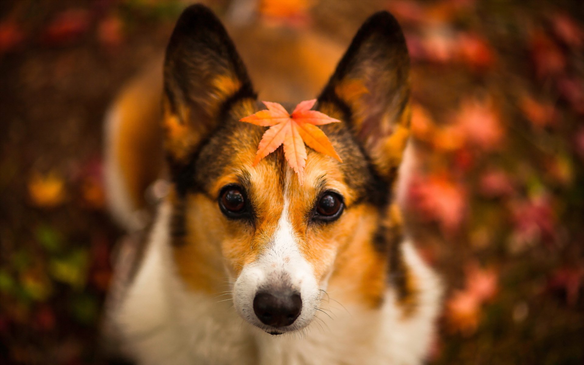 cane sguardo foglia