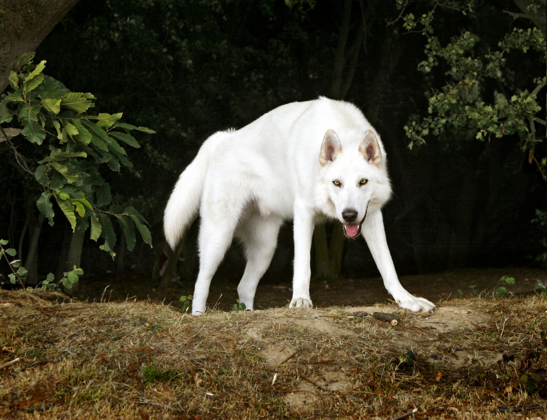 northern inuit dog dog friend white tree