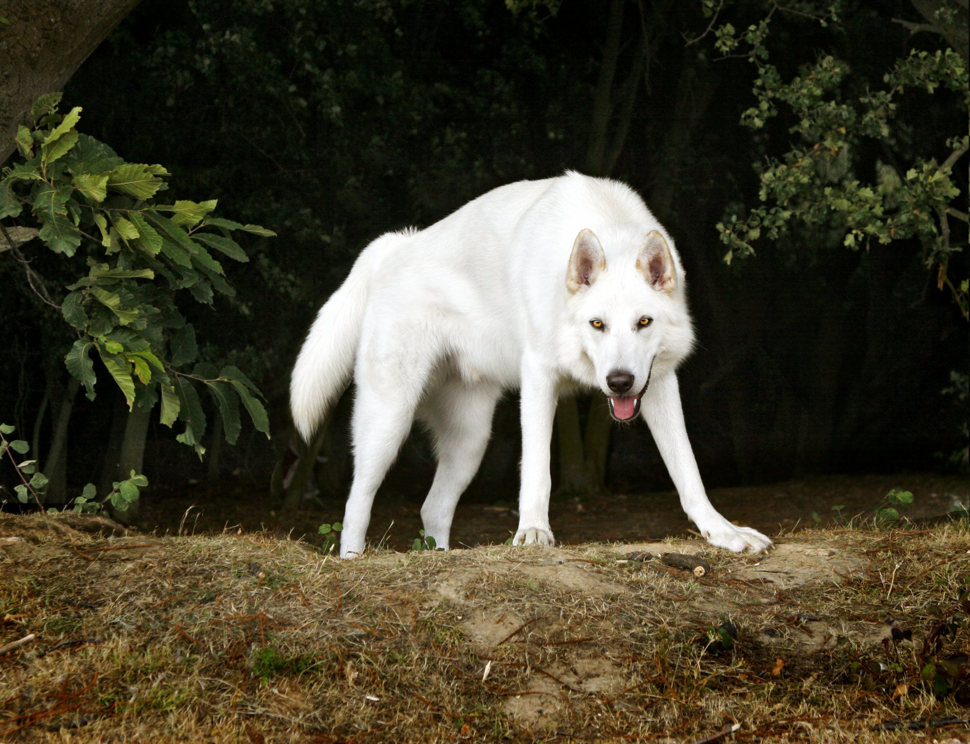 inuit del norte perro perro amigo blanco árboles