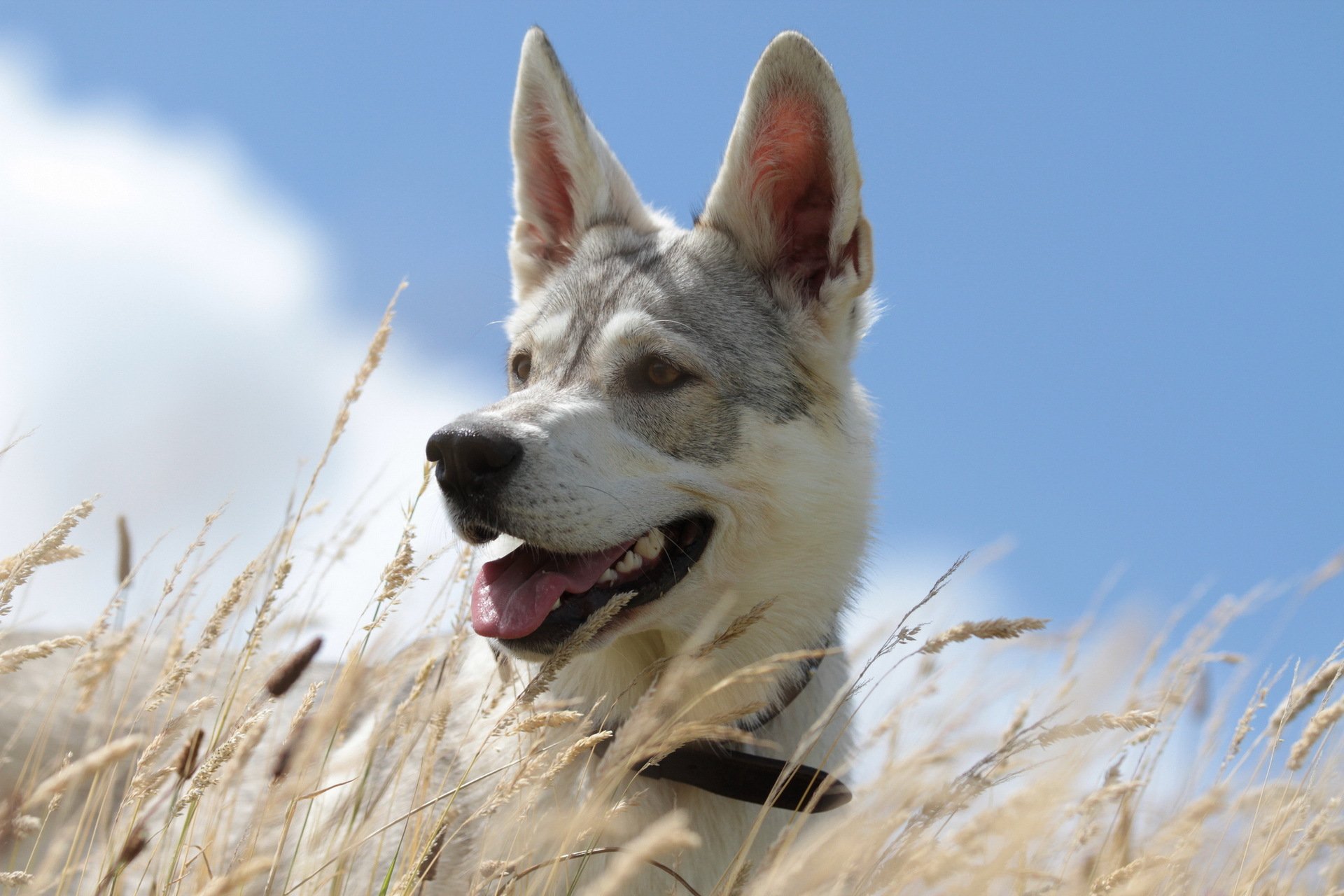 dog summer sky grass background