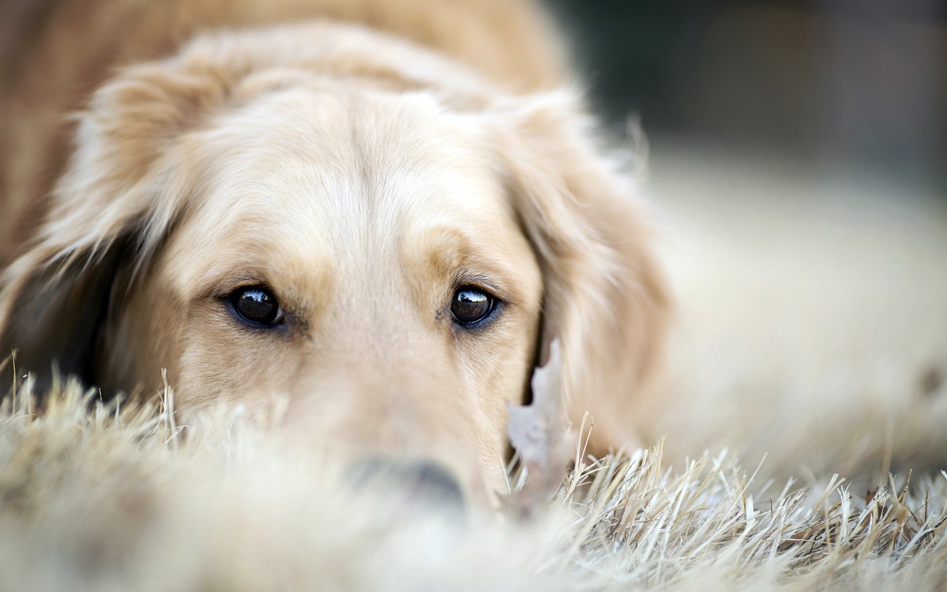 perro amigo retriever