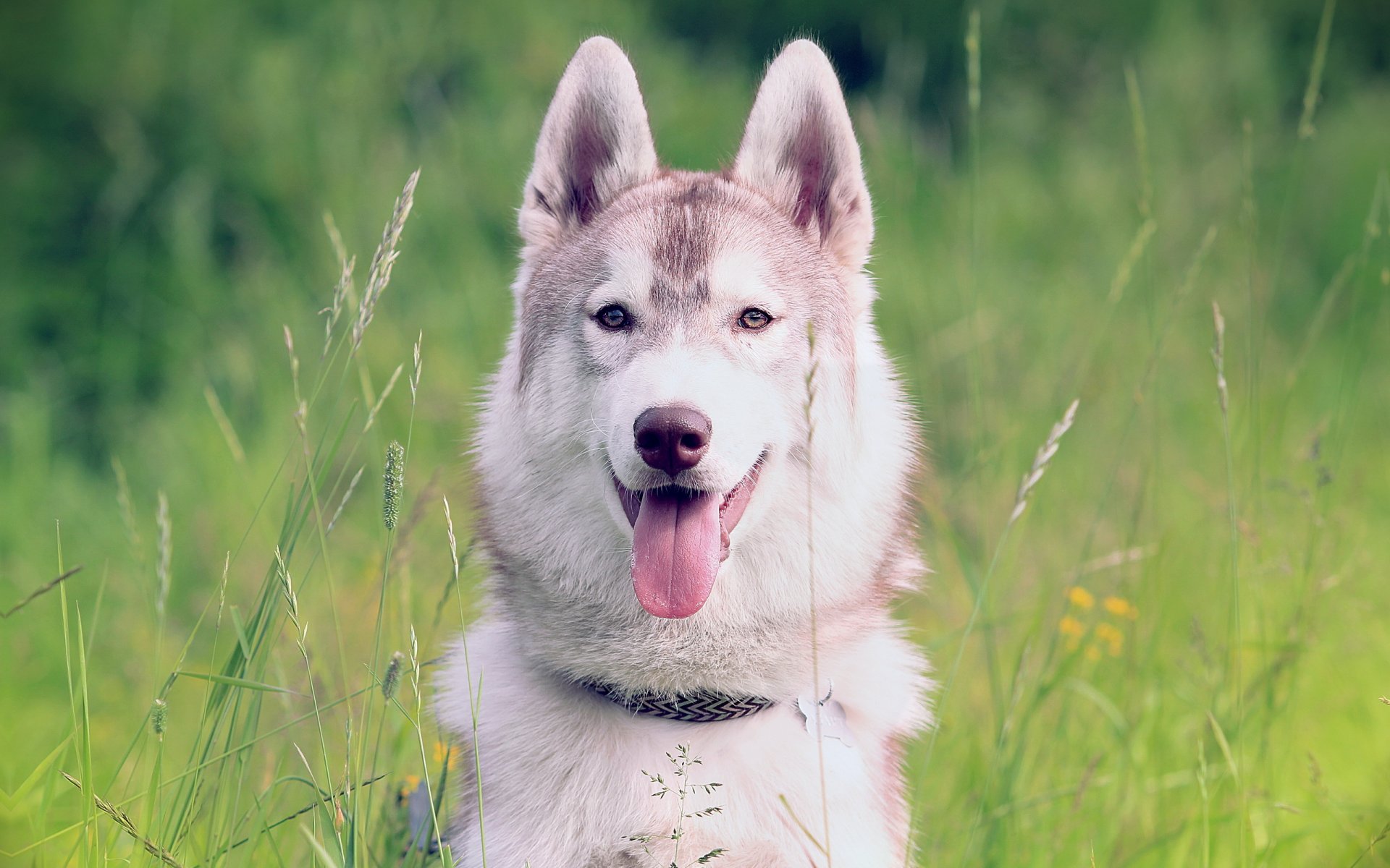 perro husk siberiano fondo