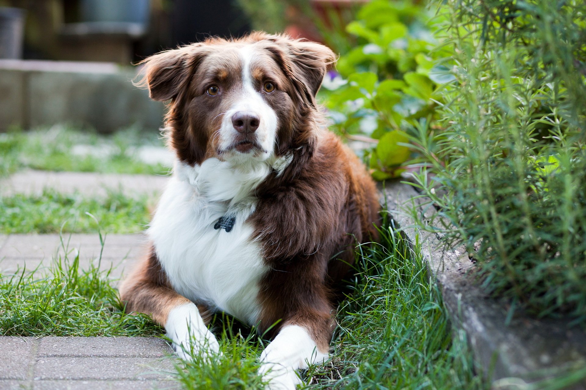 chien regard ami