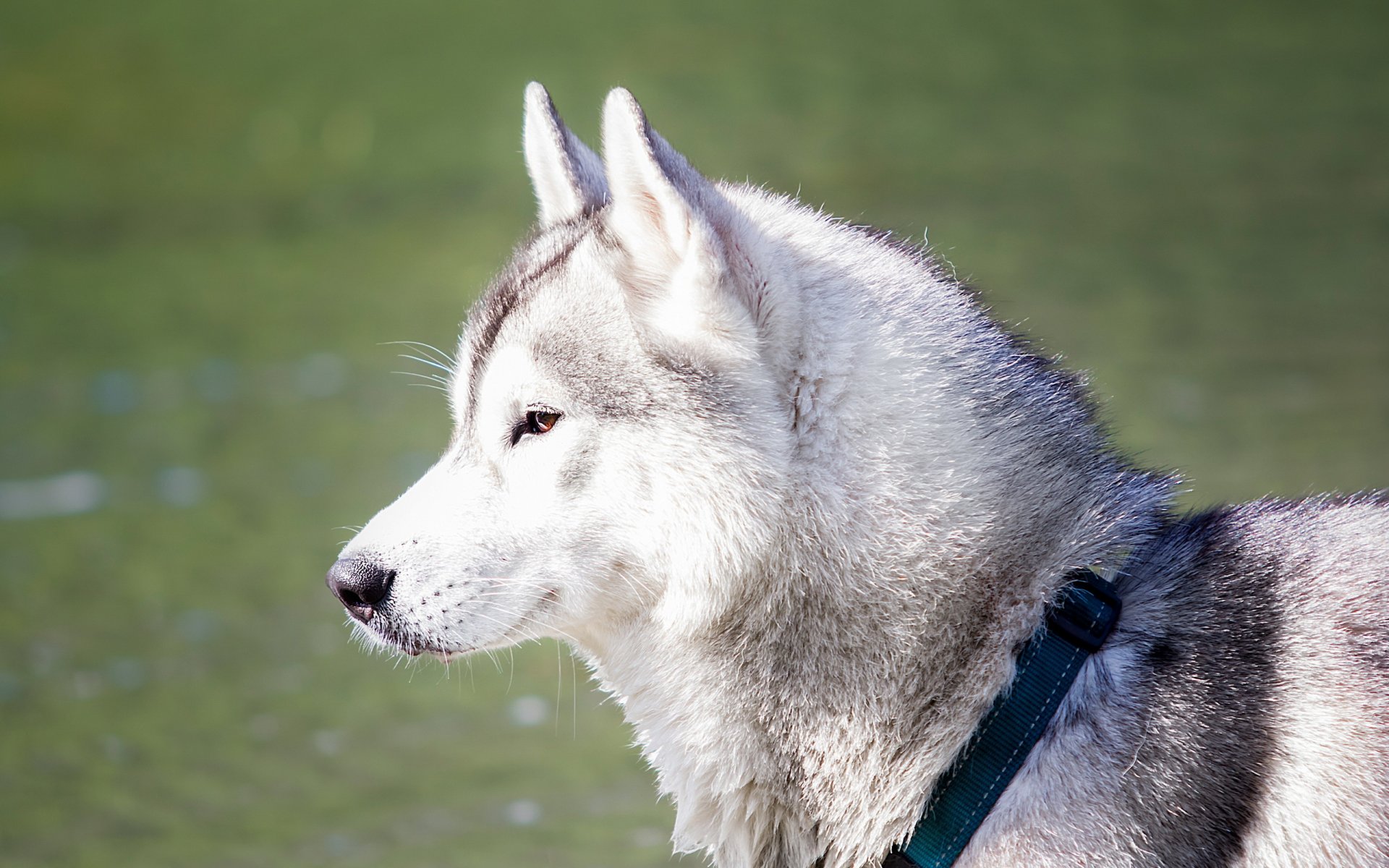 chien husky rêve
