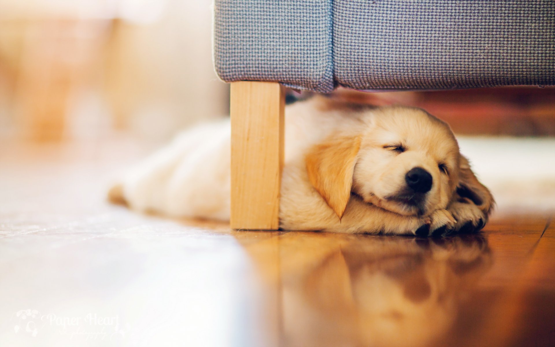 dog puppy retriever