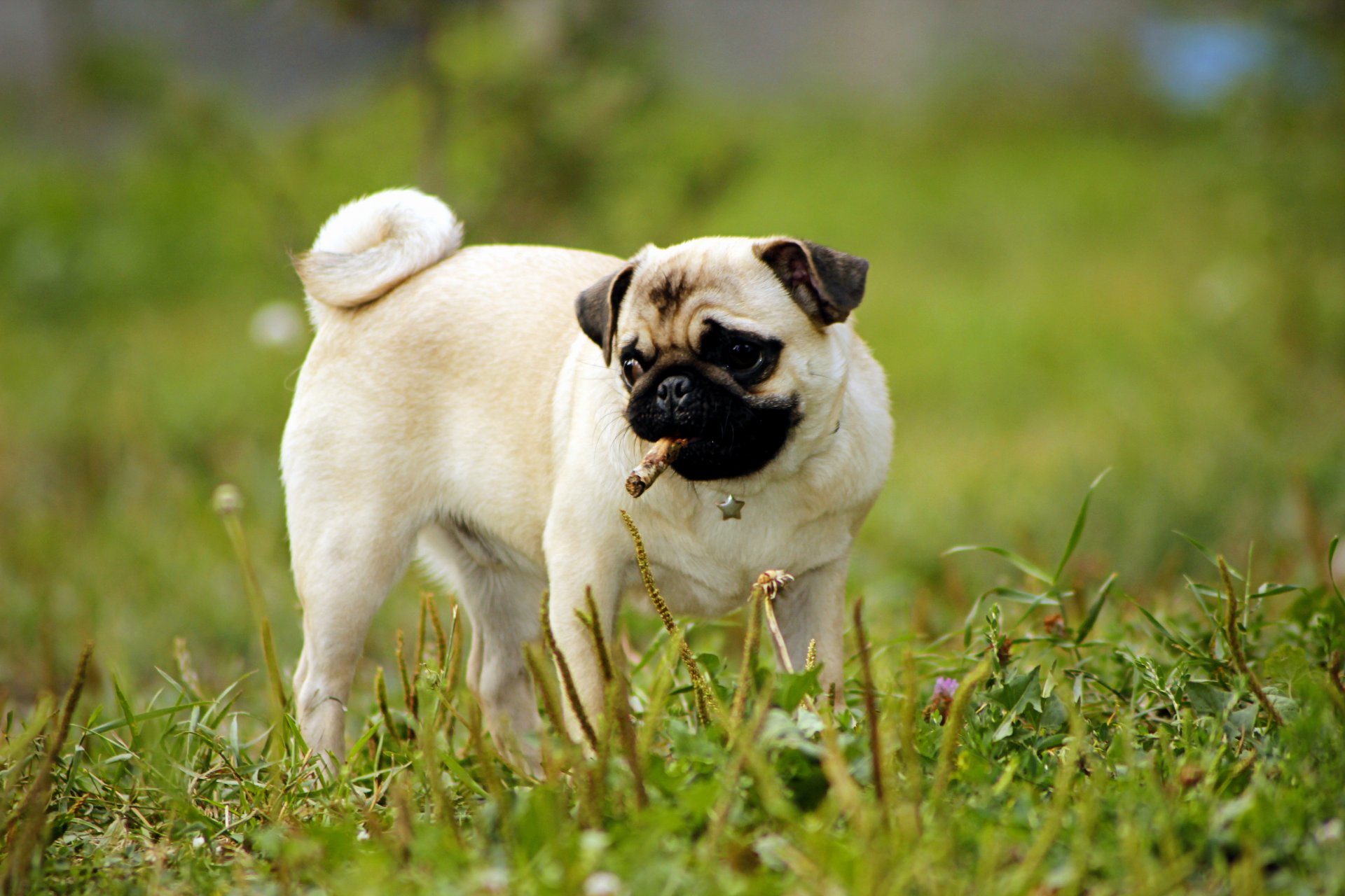 pug dog puppy grass green