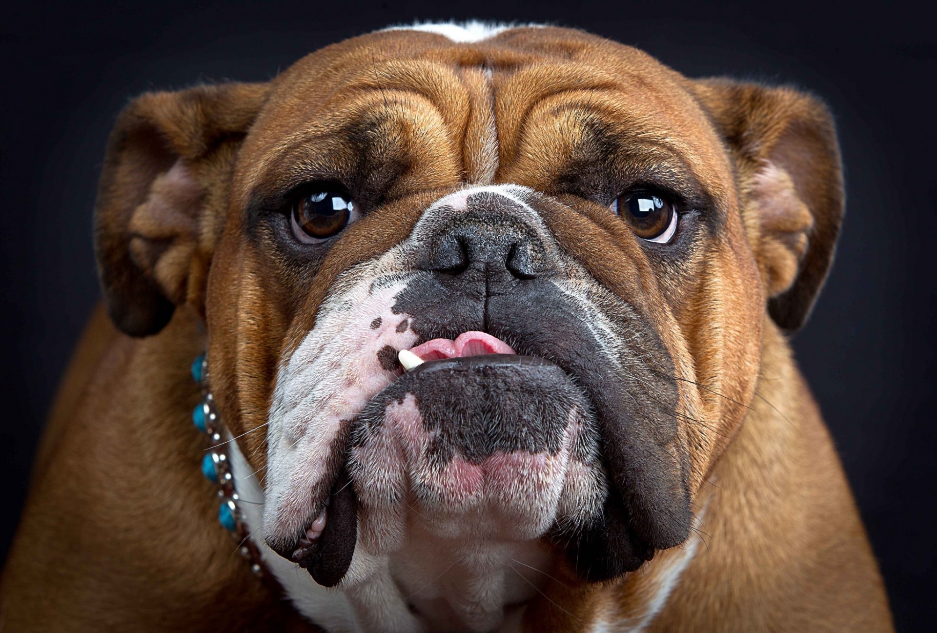 bulldog hocico lengua