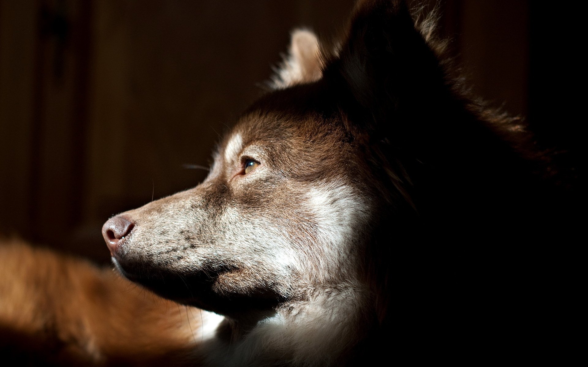 chien regard ami