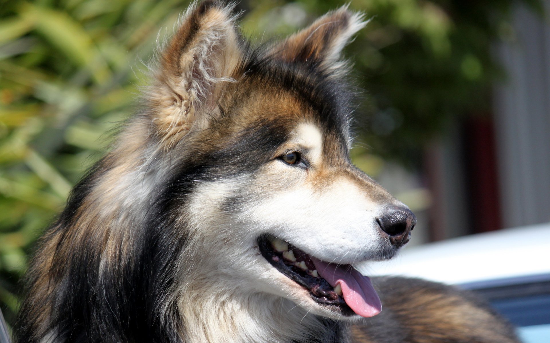 hund blick freund