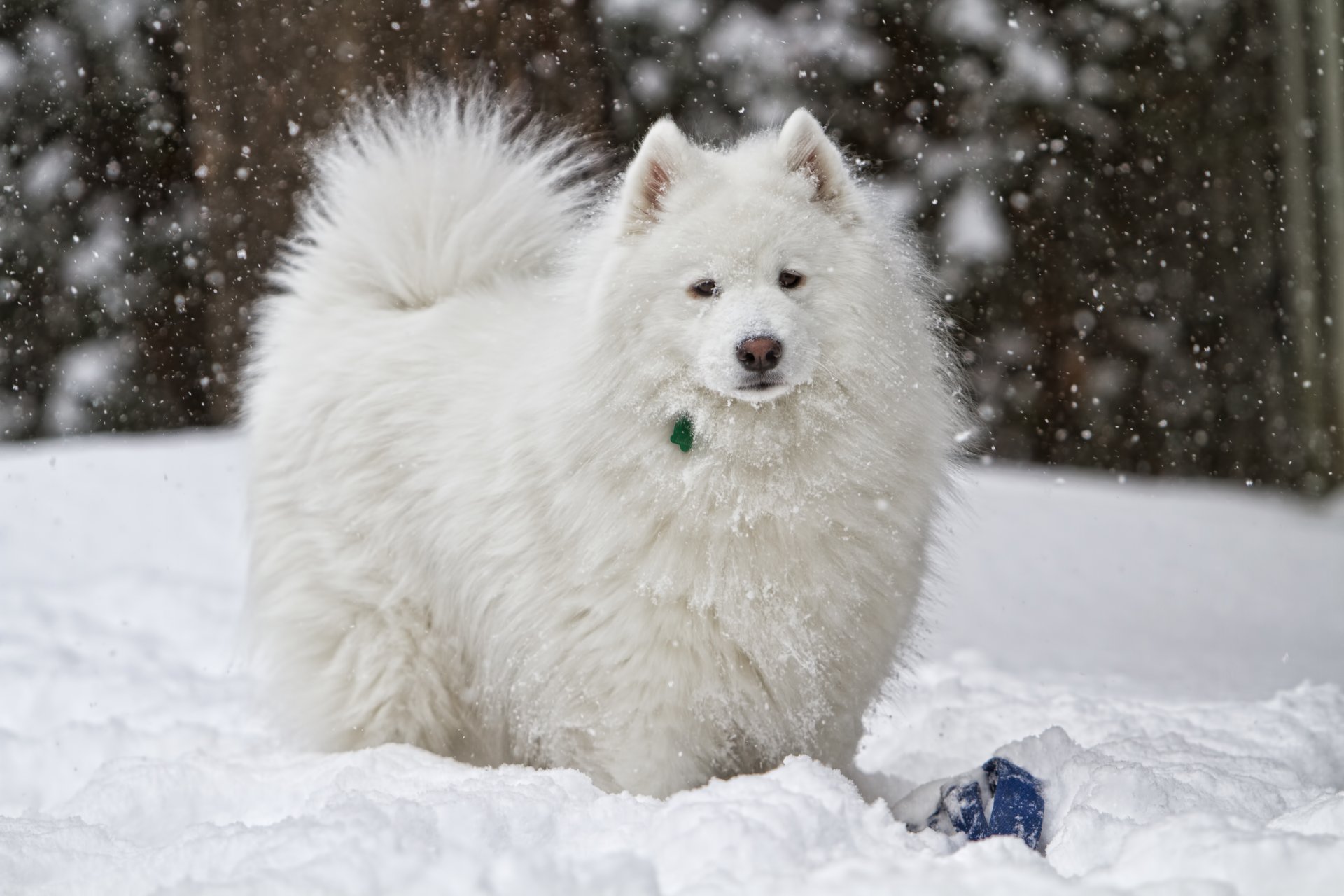 perro blanco nieve invierno