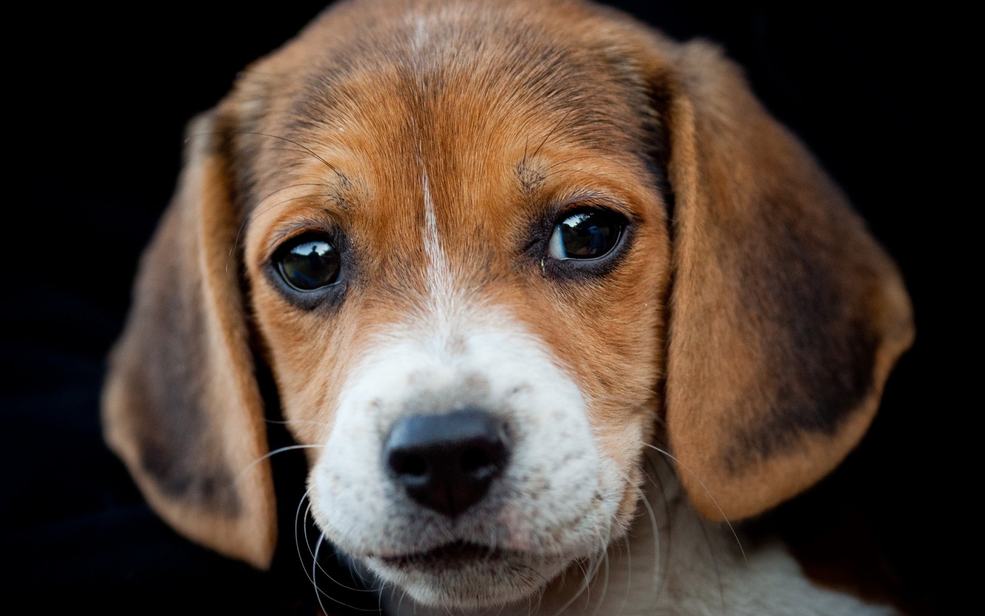 perro beagle retrato