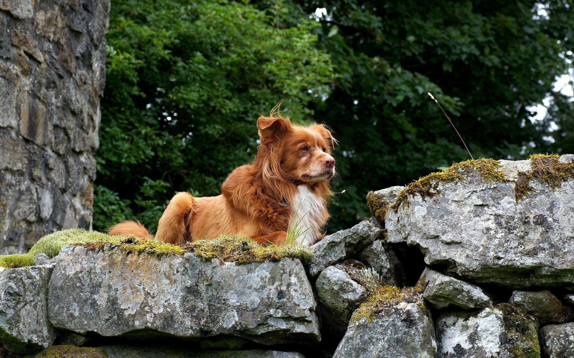 hund retriever natur