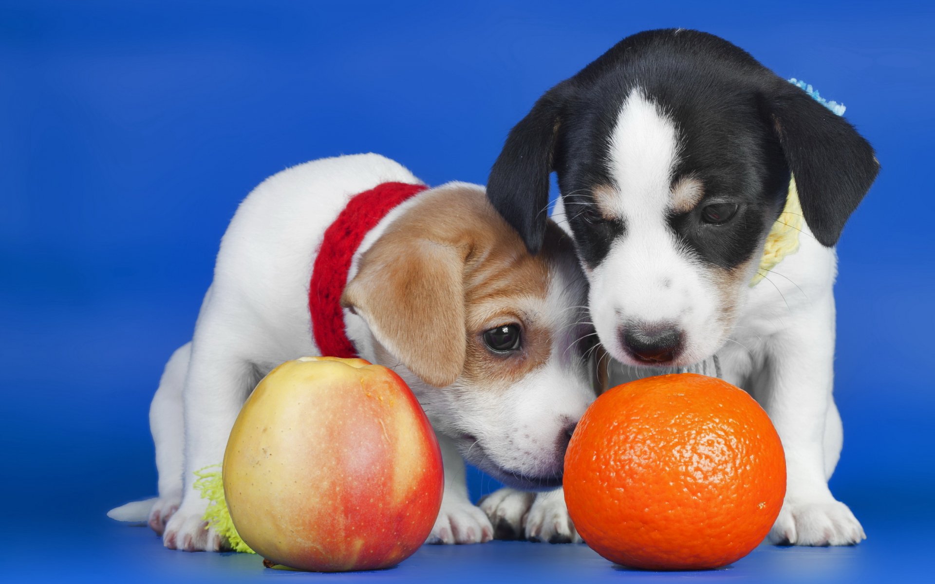 chiots pomme orange
