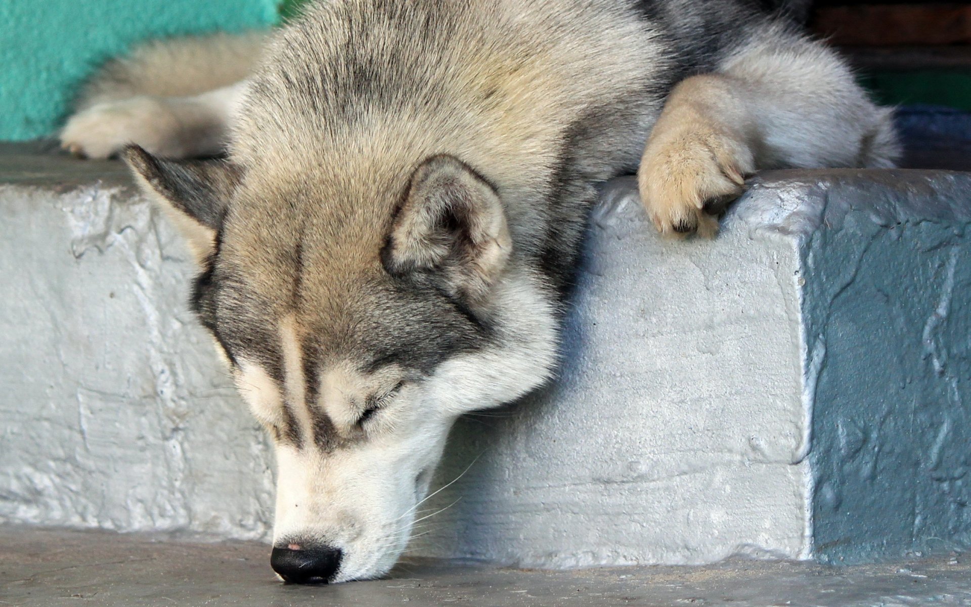 perro amigo descanso