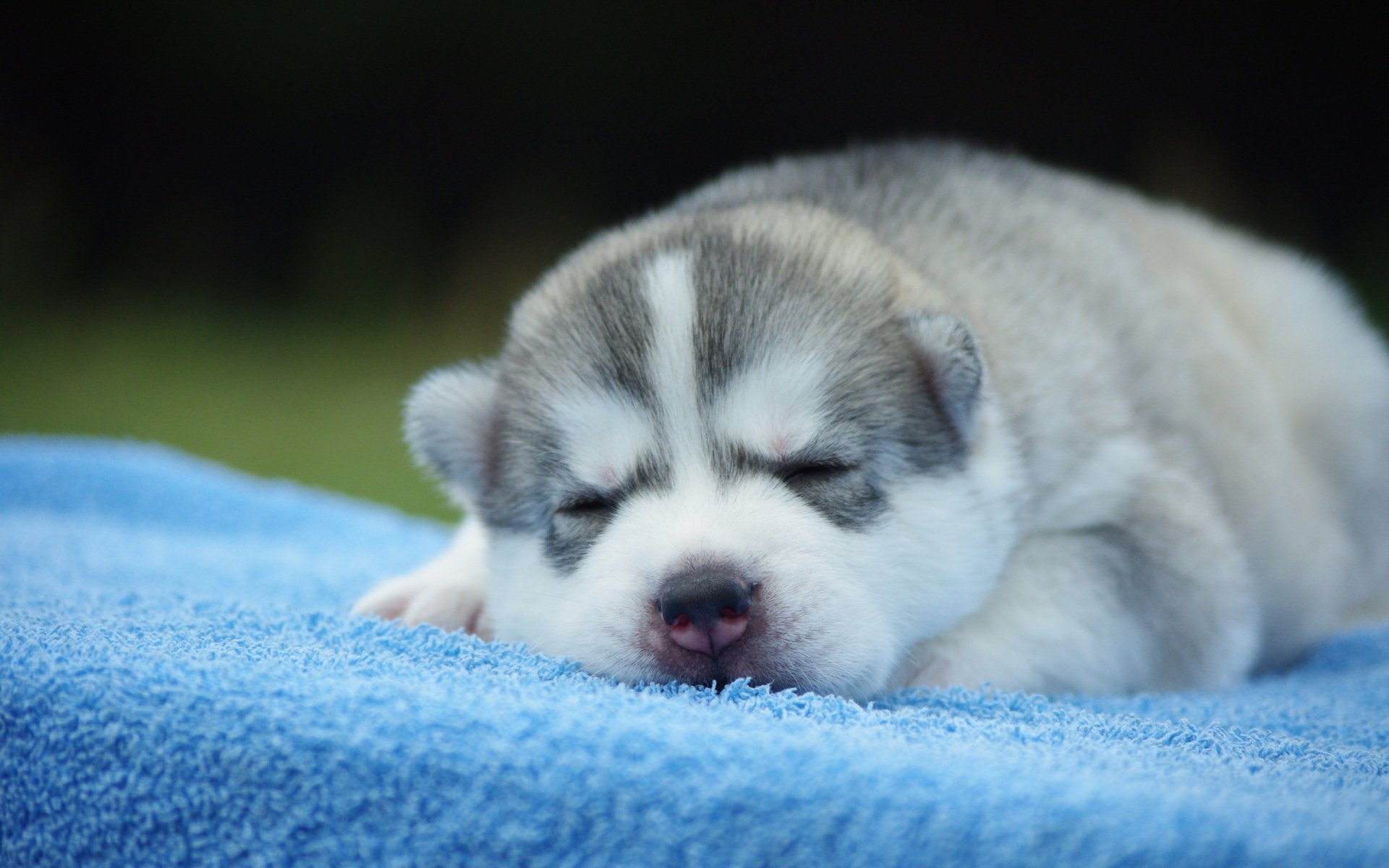 dog puppy background comfort