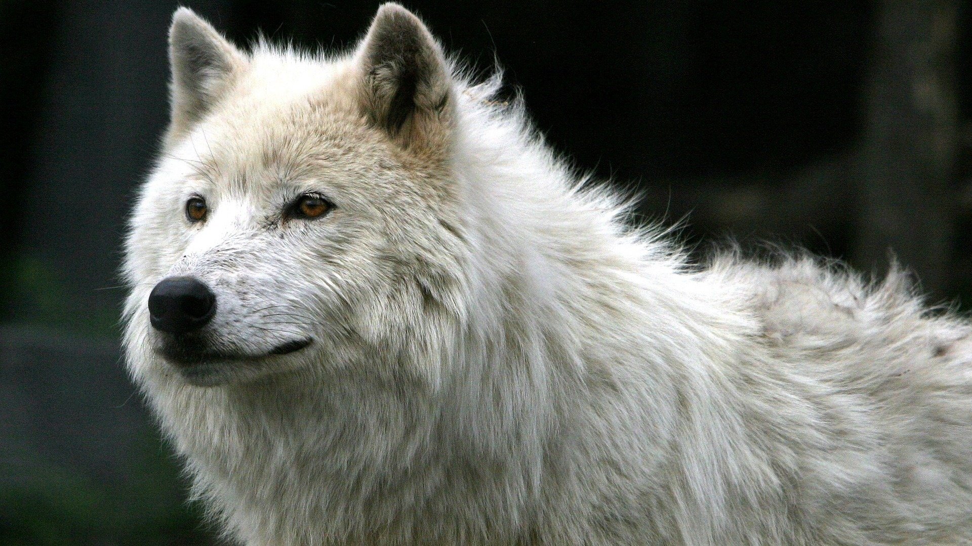 blanco lobo mirada