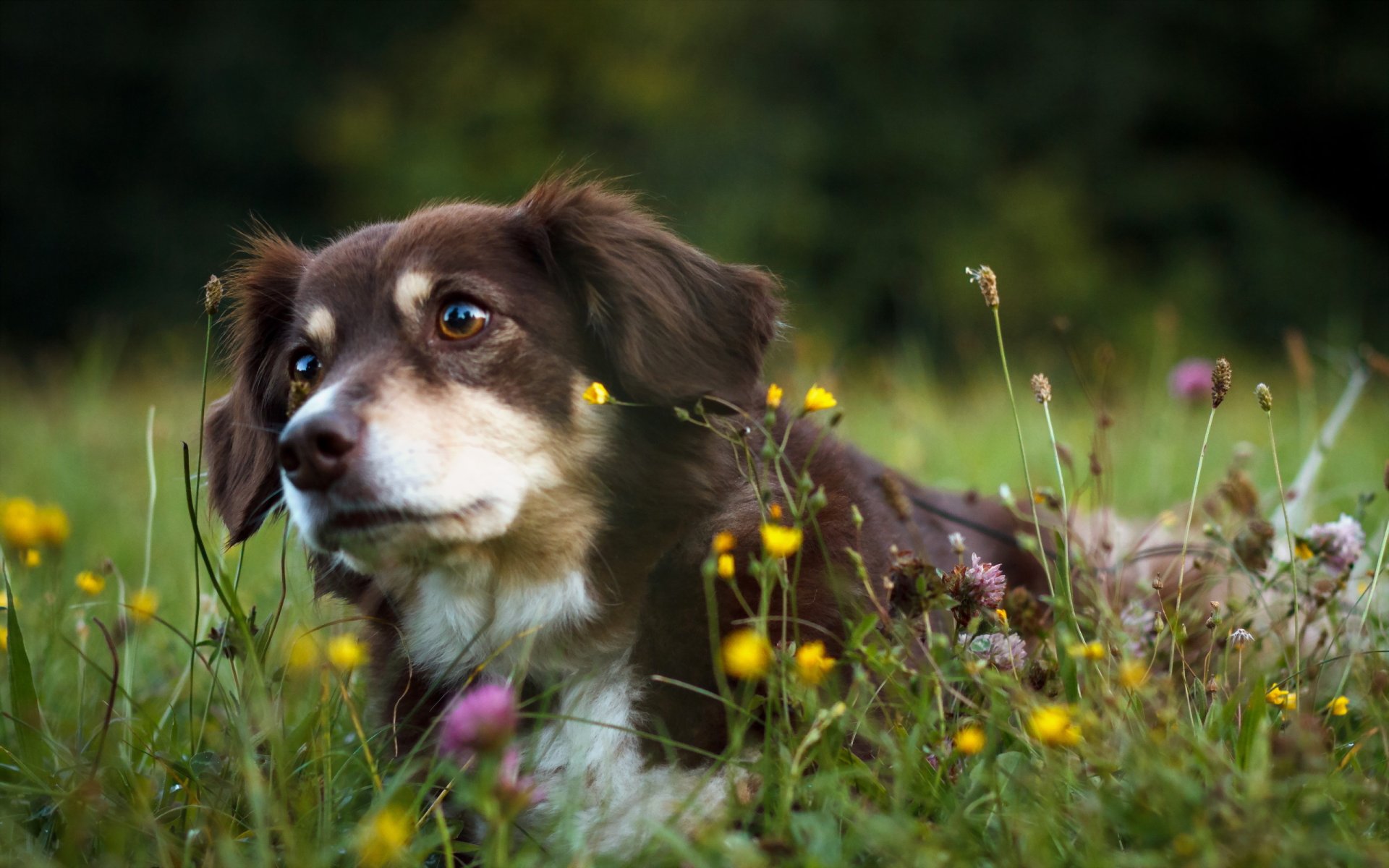 chien ami nature