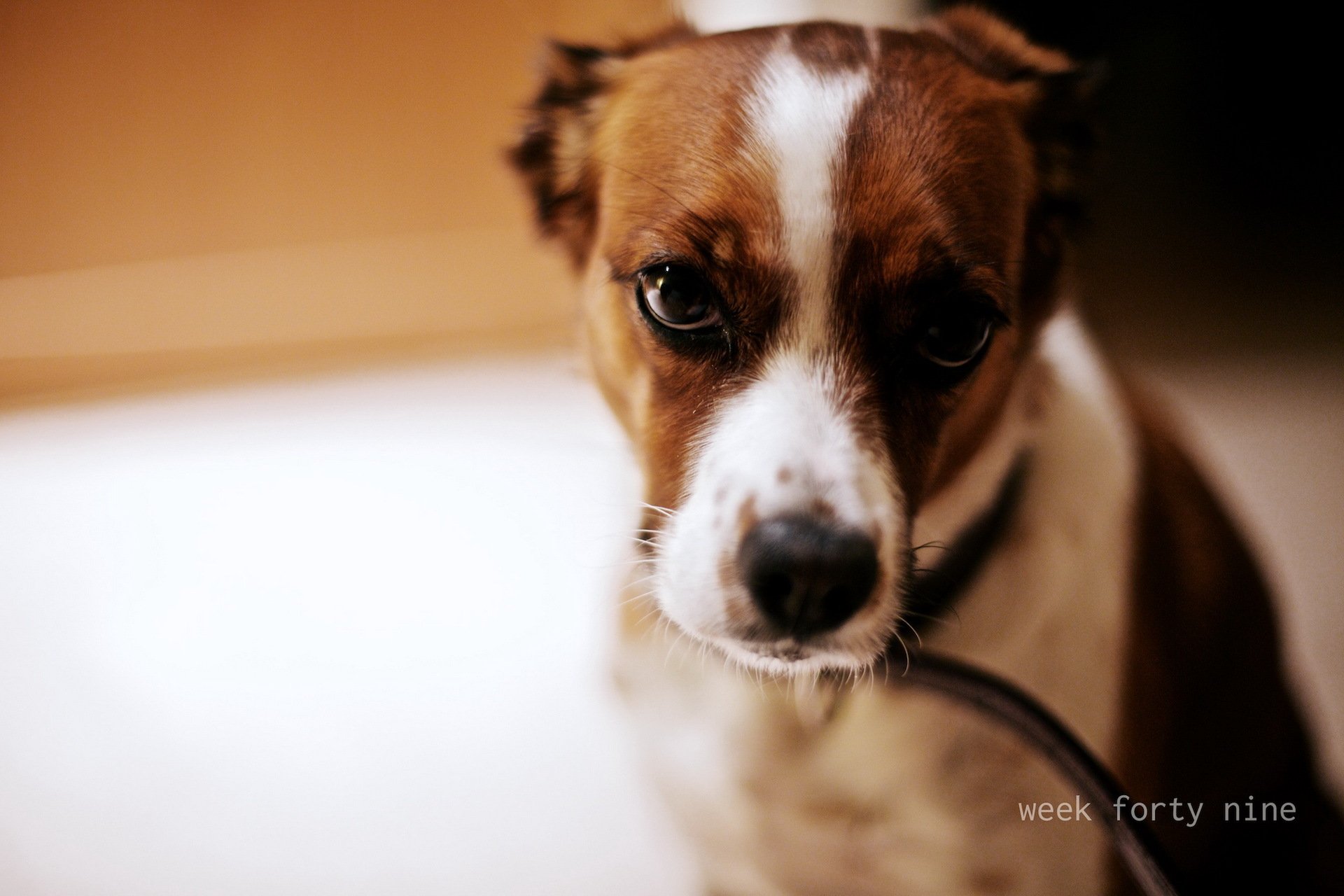dog view background