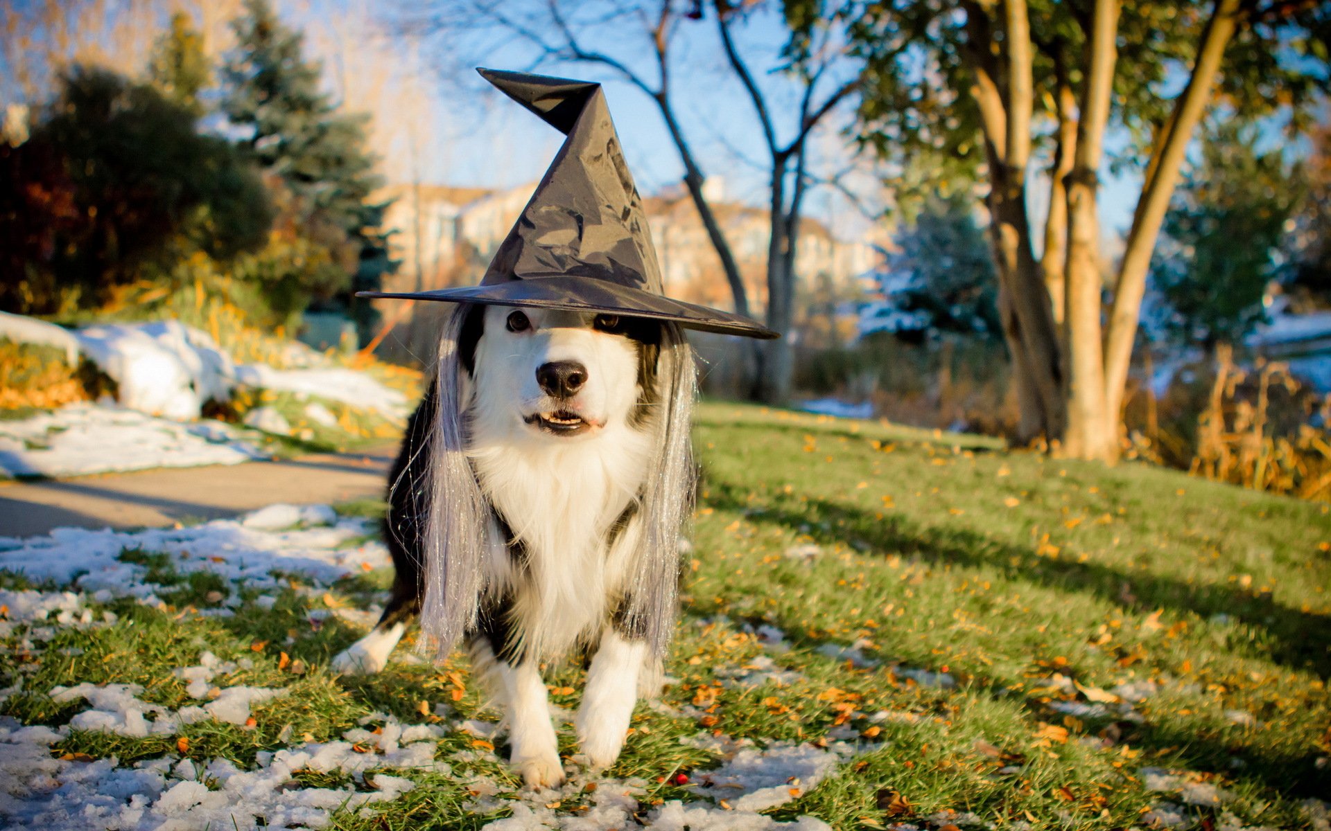 cane cappello vacanza