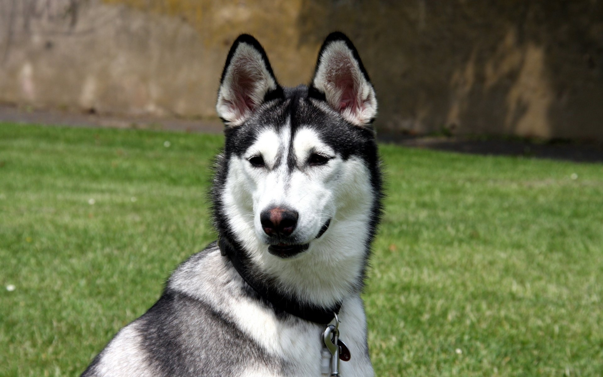 perro husky perro hocico orejas nariz collar mosquetón