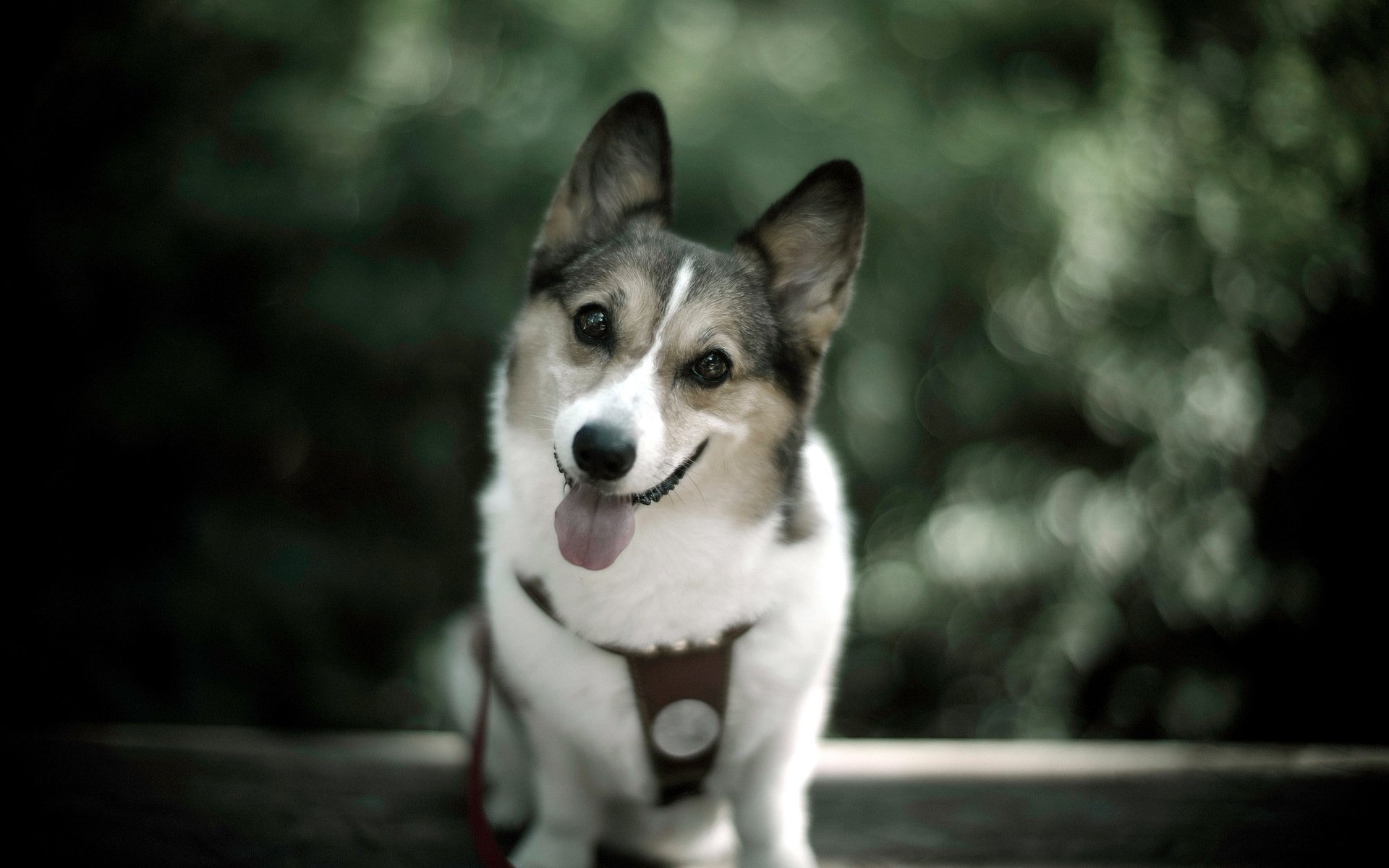 chien regard ami