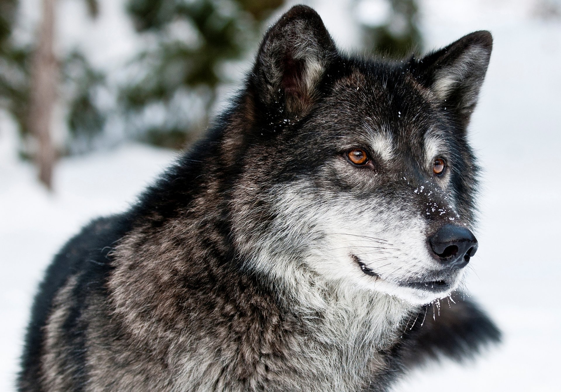 lupo predatore muso vista inverno neve natura