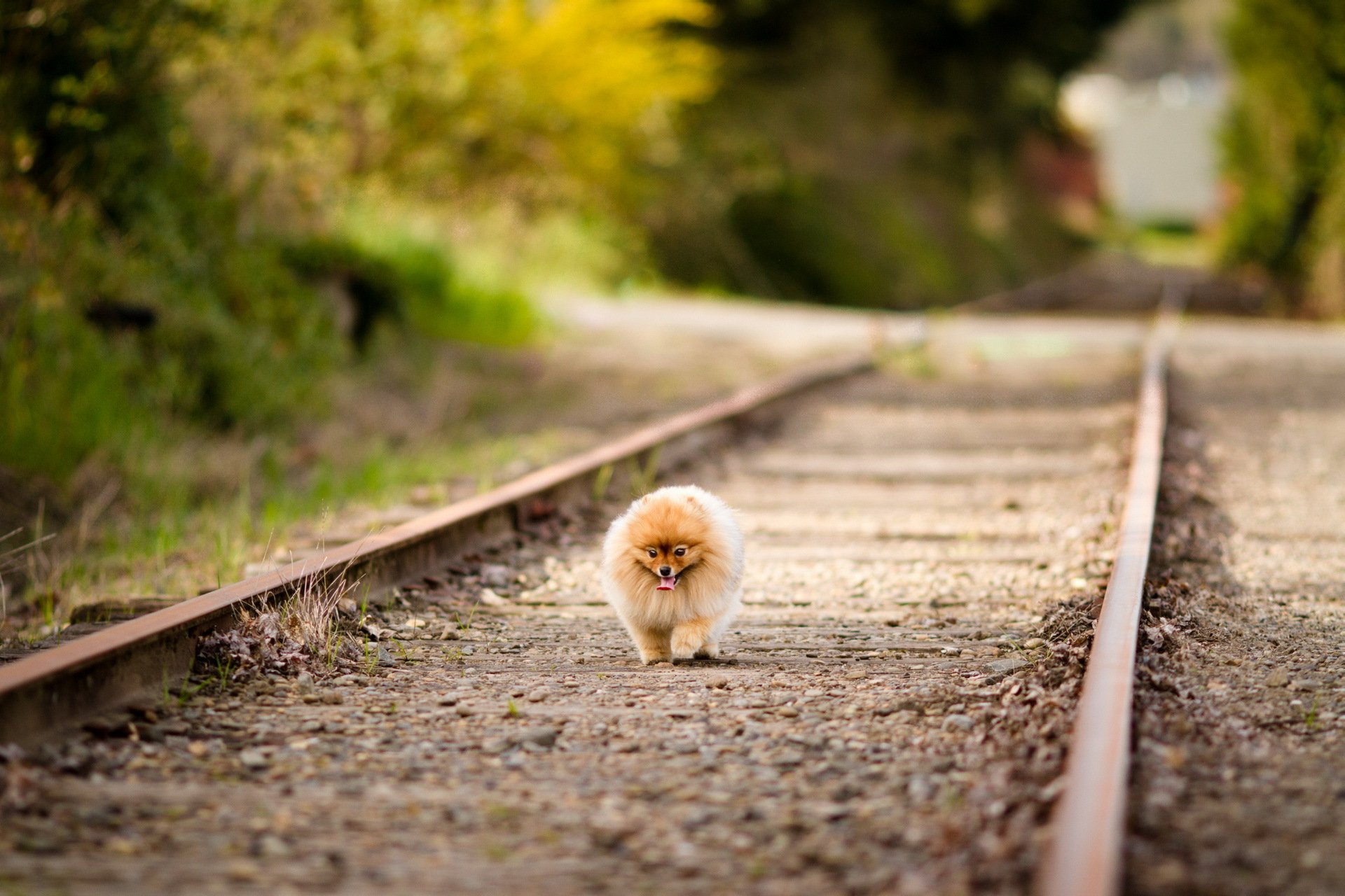 chien route promenade