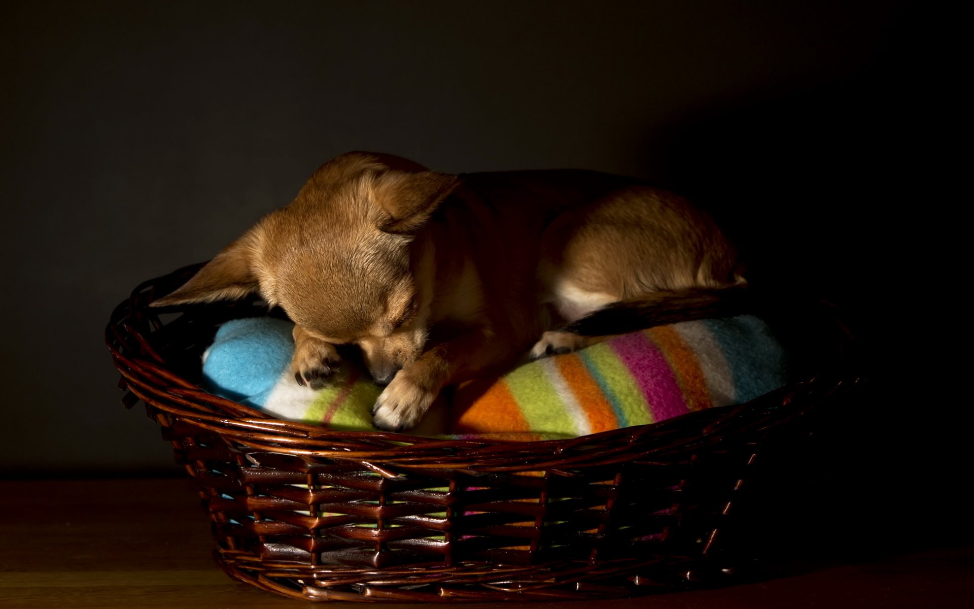 chihuahua hund haus